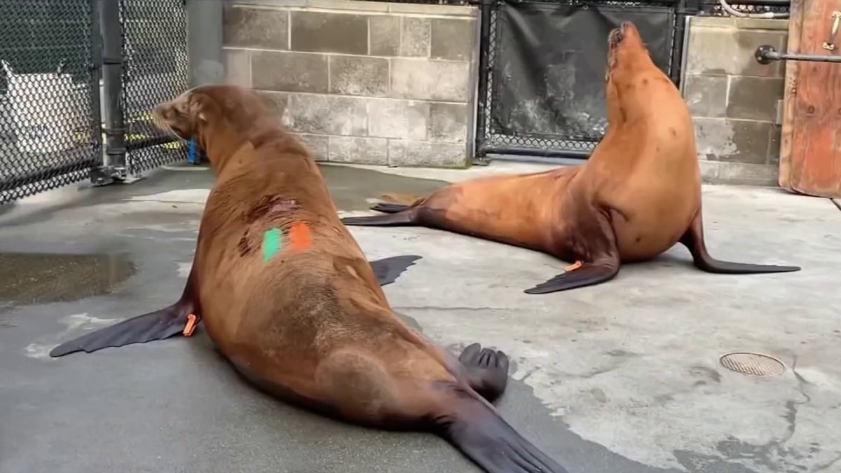 Sick sea lions signal rising toxin risk along California coast