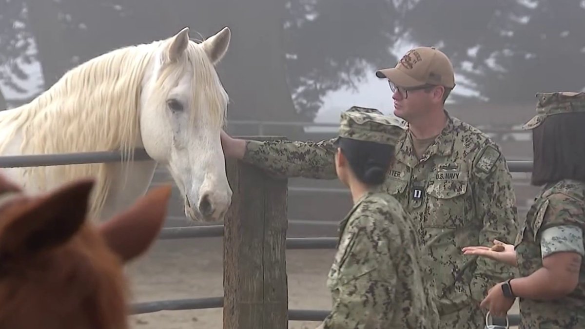 ‘Horses and Heroes' brings new experience to SF Fleet Week