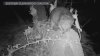 Growing beaver population could impact salmon along San Jose's Guadalupe River
