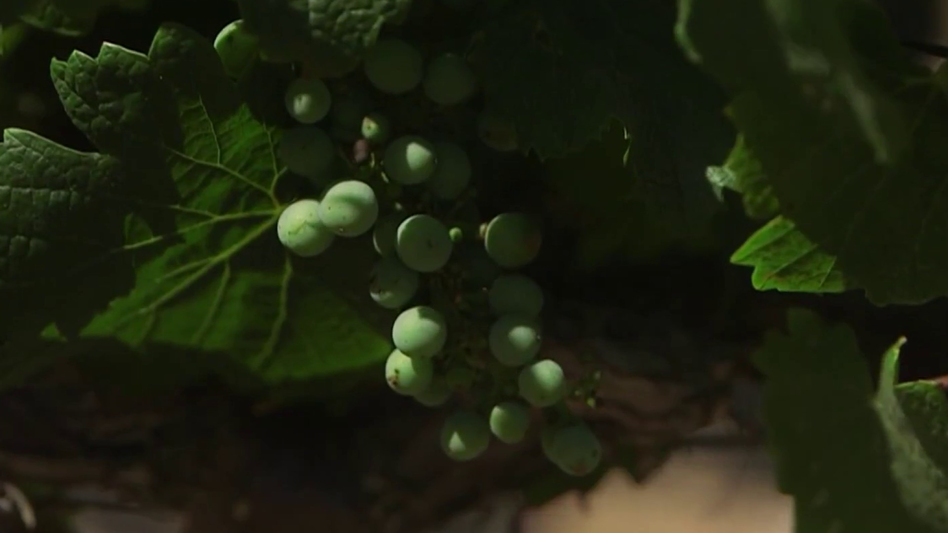 nbcbayarea.com - NBC Bay Area staff - Livermore Valley named Wine Region of the Year