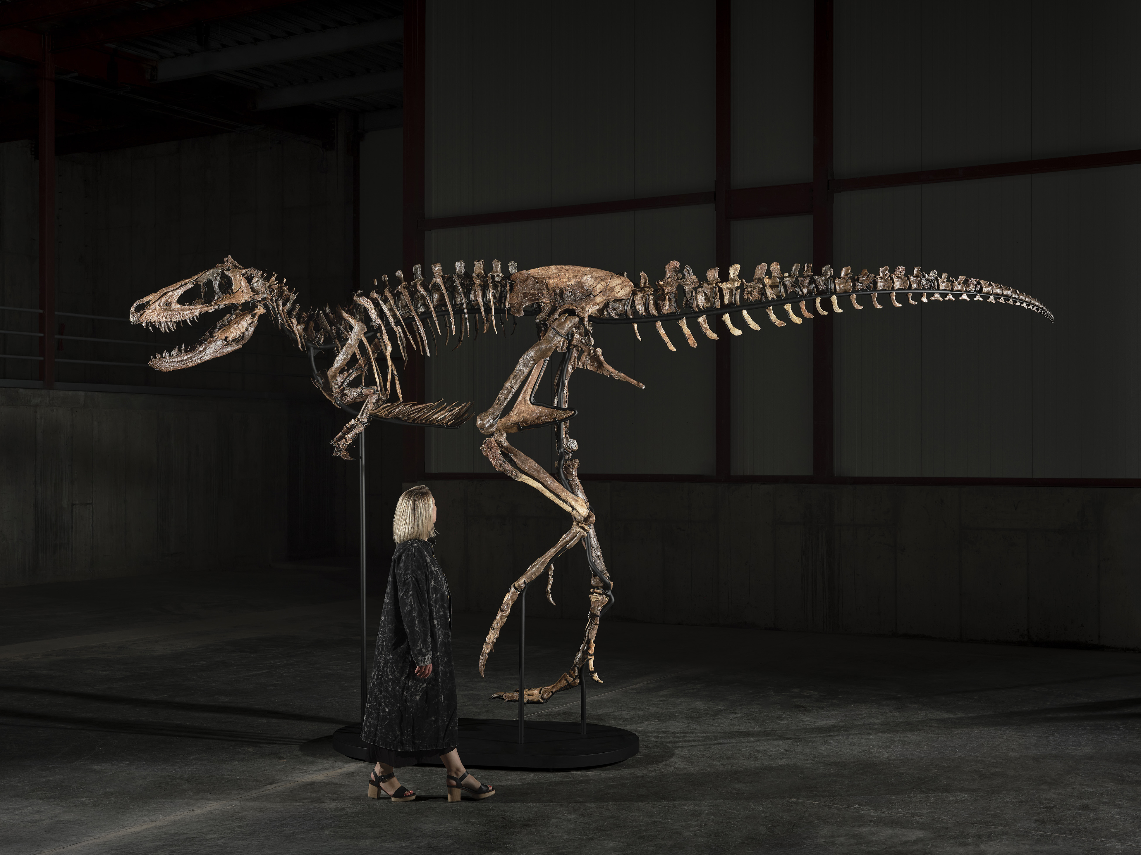 Dinosaur fossil that looks like mini T. rex sells for giant $47 million