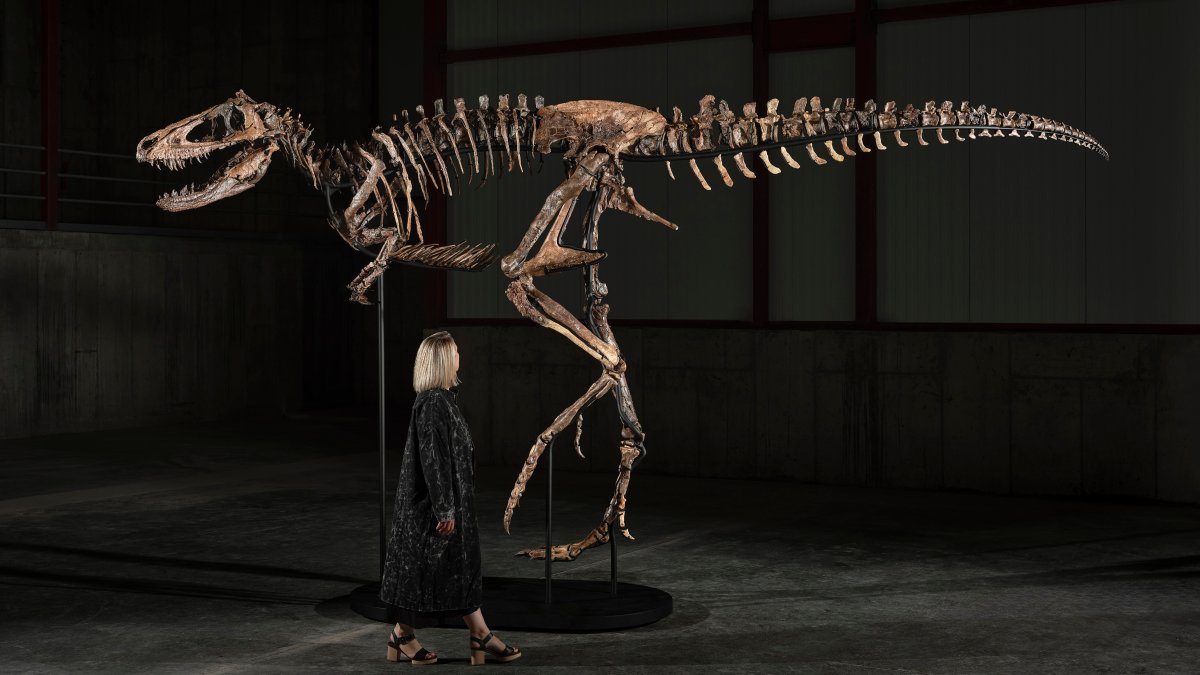 Dinosaur fossil that looks like mini T. rex sells for giant $47 million