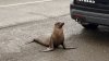 Sea lion safely removed from road in Hayward