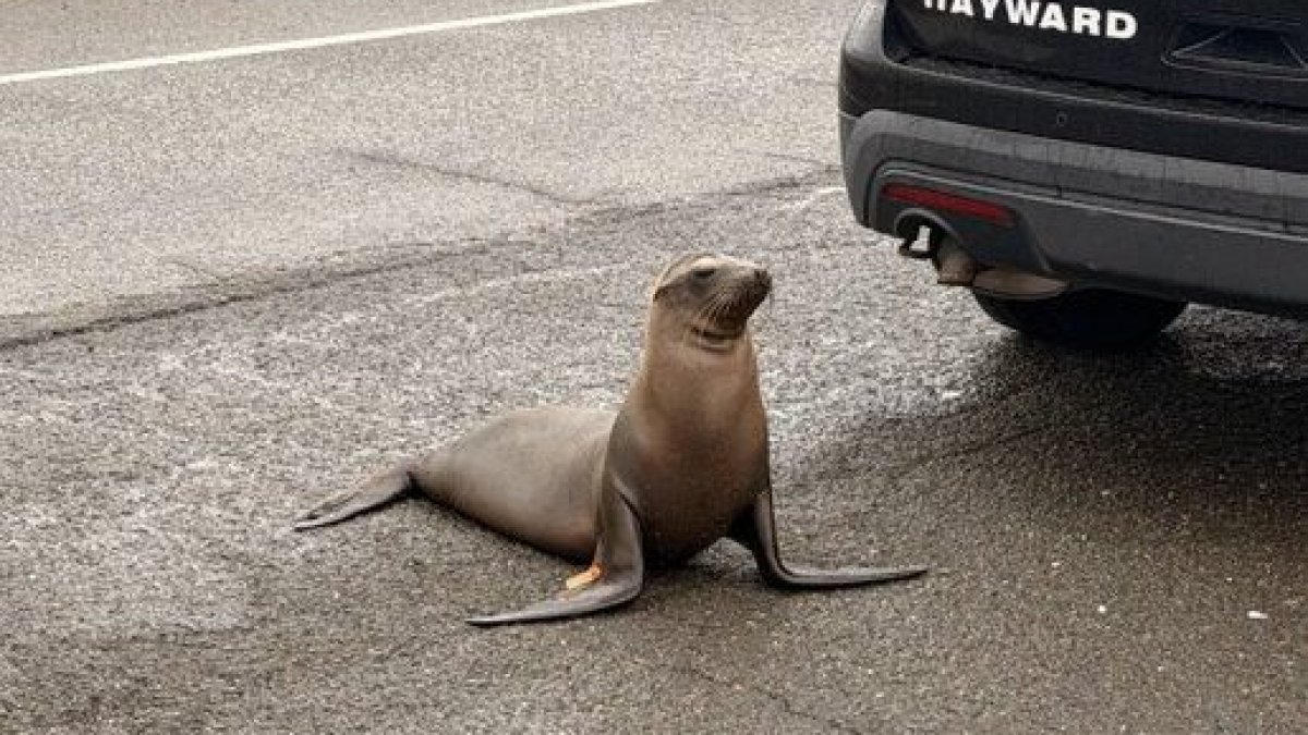 Sea lion safely removed from road in Hayward