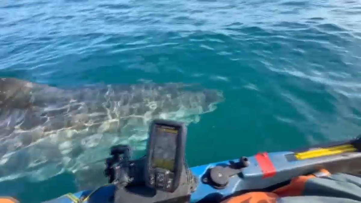 Watch: Great white shark cruises by kayak fisherman off Half Moon Bay
