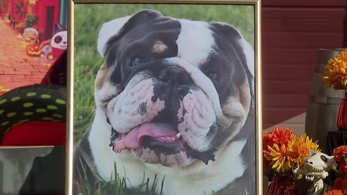 San Jose pet owners honor deceased animals with special Día de los Muertos altar...