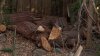 Vallejo homeowner considers legal action against PG&E after tree removal leaves massive log pile
