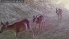 Volunteers needed for the ‘2026 Roadside Wildlife Count' project