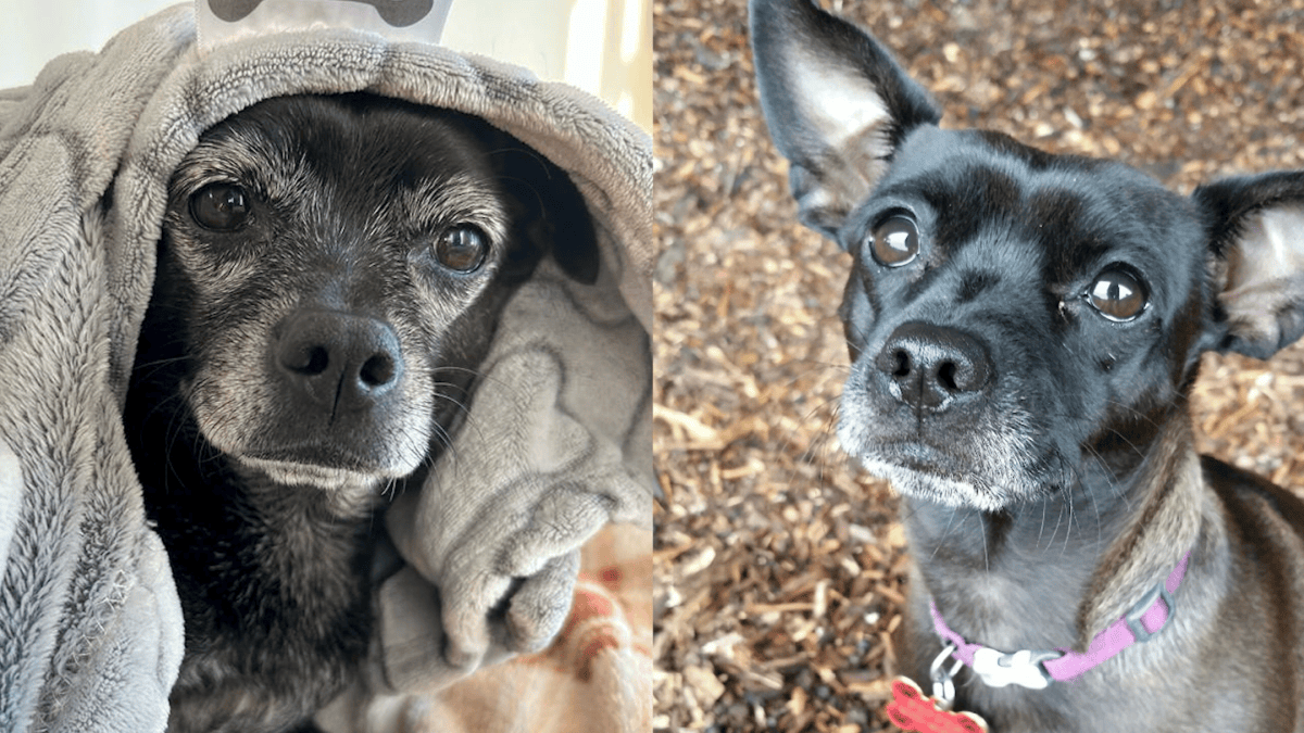 Dog dies after being attacked by two other dogs near Oakland's Lake Merritt