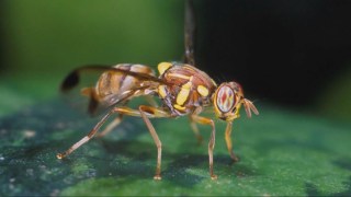 Discovery of Oriental Fruit Flies Spurs 8-Week Treatment in Parts of San Jose, Monte Sereno
