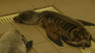 More Sick Sea Lion Pups Washing Up on California Beaches