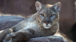 Mountain Lion Sighting in Portola Valley Confirmed by Sheriff's Deputies