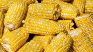Man Arrested for Shooting Corncobs at Neighbor's Home in Westerly, Rhode Island