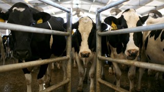 Dairy Cow Carcasses Pile Up Following California Heat Wave