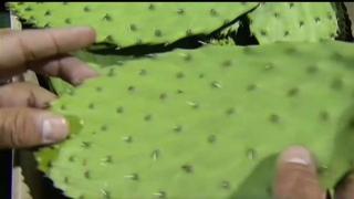 Cactus Pads With High Pesticide Levels Removed From San Francisco Grocery Store
