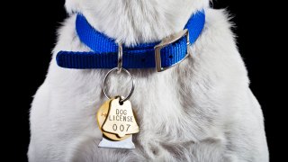 200 Sick Dogs Will Be Quarantined at Warehouse for 4-6 Weeks in Oakland