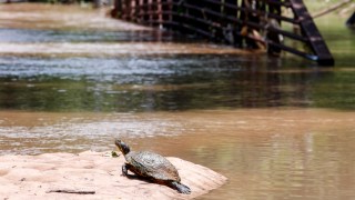Threatened Western Pond Turtles To Be Released in San Francisco's Mountain Lake