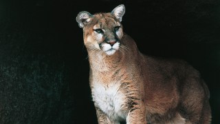 Mountain Lion Sighting Reported in Hills Above UC Berkeley