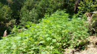 Narcotic Task Force Sting Nets Nearly $23 Million Worth of Illegal Marijuana in San Mateo County