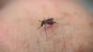 Dead Bird in Santa Clara County Tests Positive for West Nile