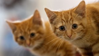 More Than 70 Animals Removed From Two Residences in Antioch