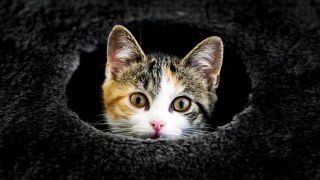 Robbers Break Into San Bruno Home, Steal a Cat