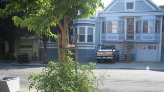 SF Leaders Push Ballot Measure For City to Take Over Tree Care