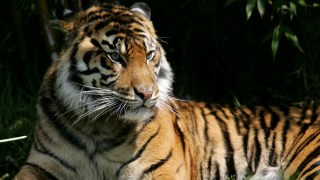 San Francisco Zoo Offering Free Admittance Thursdays for Bay Area Residents in September