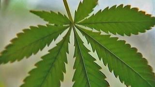 Two Medical Marijuana Delivery Businesses Receive Licenses
