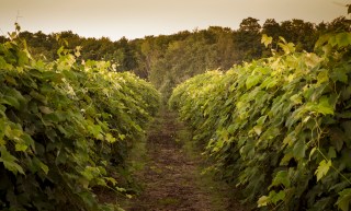 Napa Vintner Suspected of Killing Investor in Murder Suicide