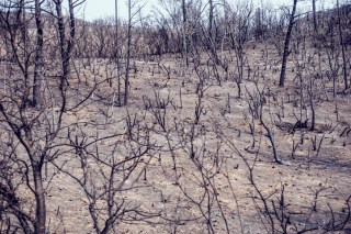 Santa Clara Declares Climate Crisis to Mobilize Resources Against Global Warming