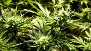 More Than 420 Marijuana Plants Found in North Bay Grow House