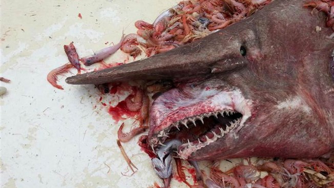 Fisherman Catches Rare Goblin Shark in Florida