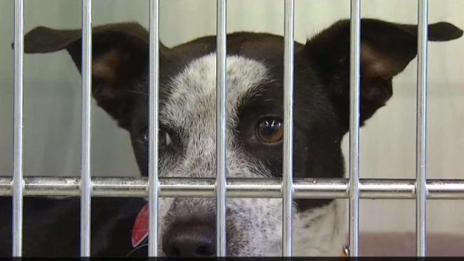 Man Poured Scalding Water on Caged Dog: Police - NBC Bay Area