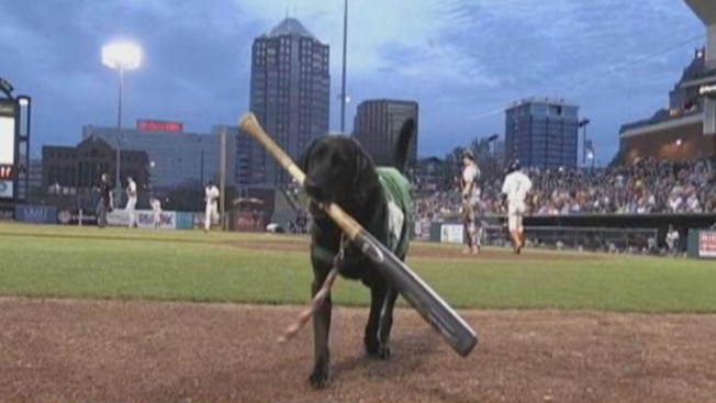 Baseball online dating