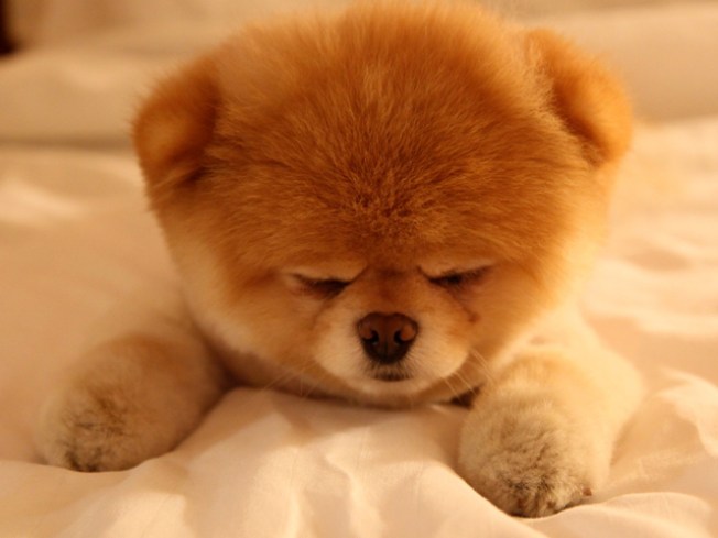 Boo The Life Of The Worlds Cutest Dog Boo The Life Of The Worlds Cutest Dog