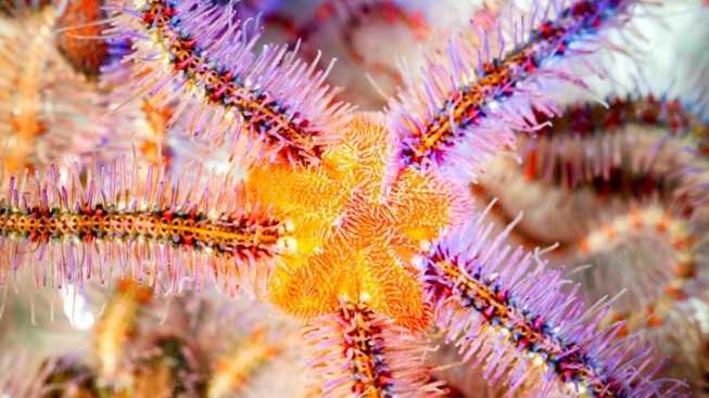 Shine Like a (Spiny Brittle) Star in 2018