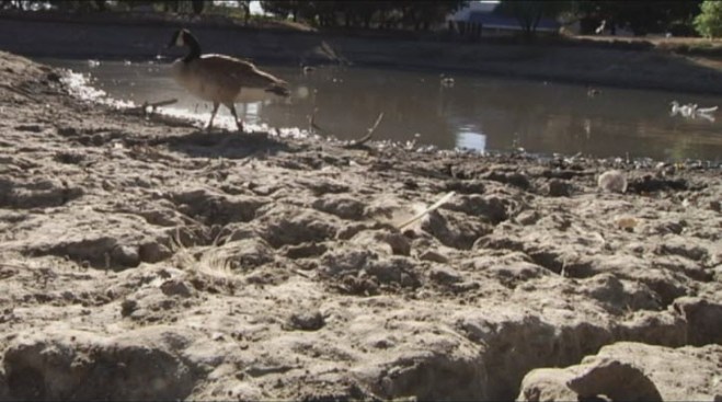 California S Severe Drought Brings Wildlife Into Backyards As